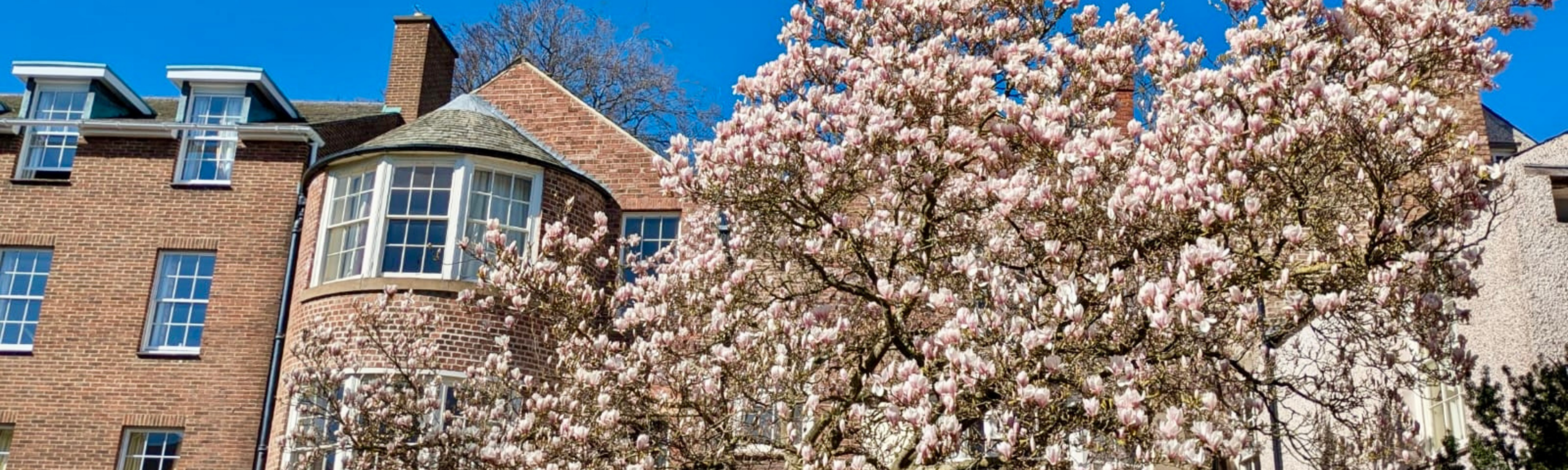A blooming pink magnolia tree in front of historic brick university buildings under a bright blue sky.