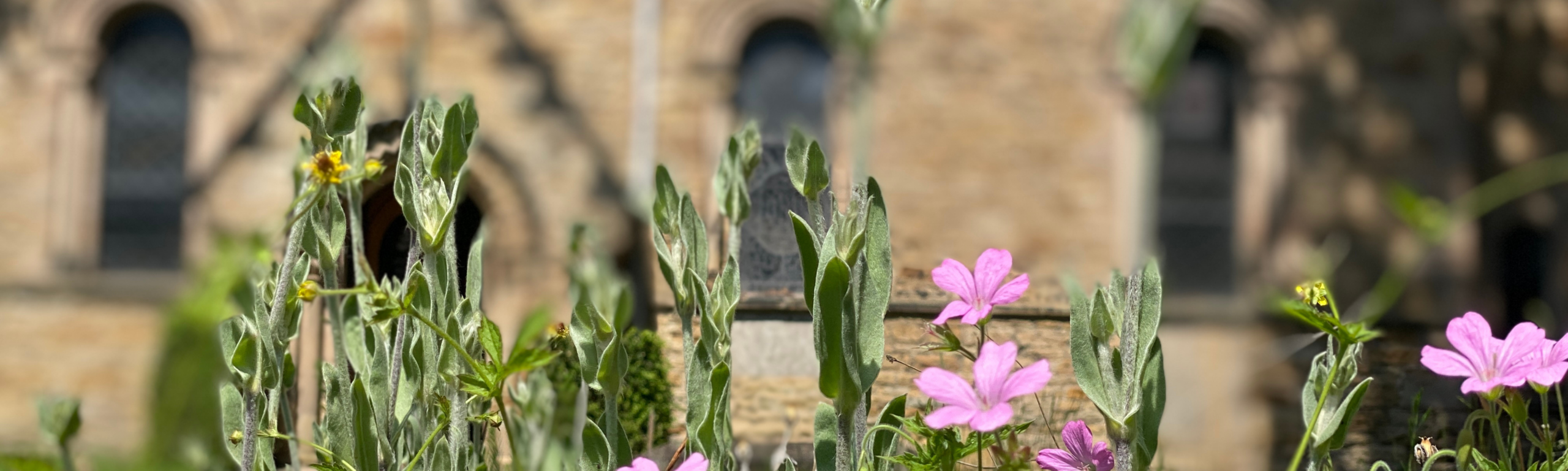 Wildflowers with background of Chapel of St Mary the Less