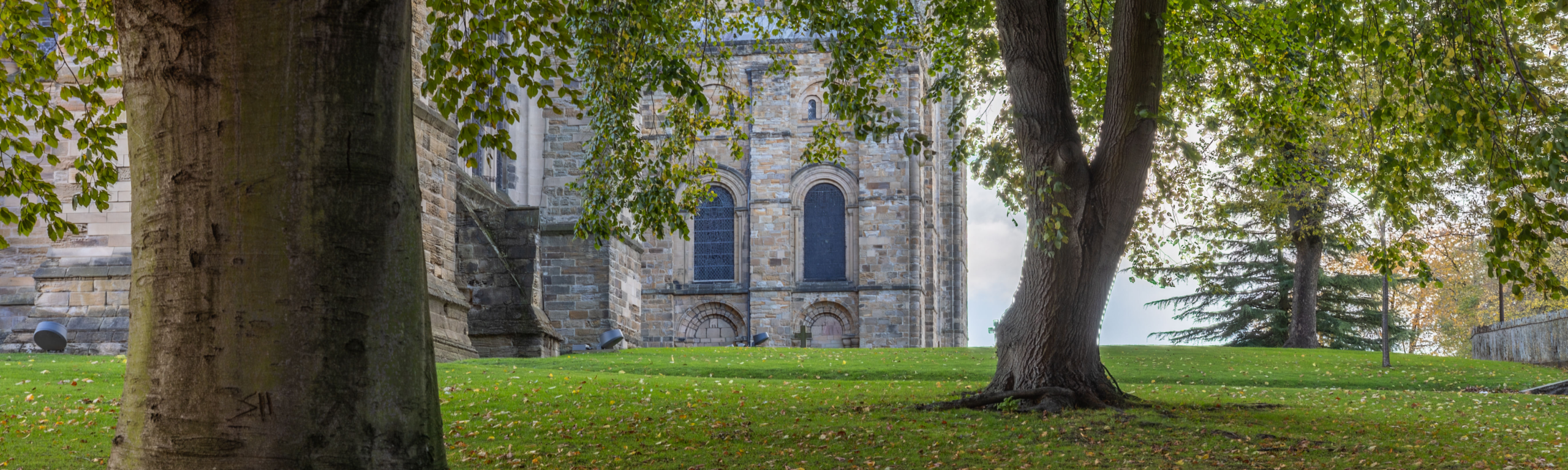 Large trees on a bank with Durham Cathedral in the background
