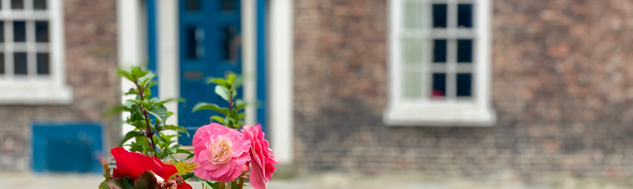 Focus on flowers in bloom with blue college building in the background